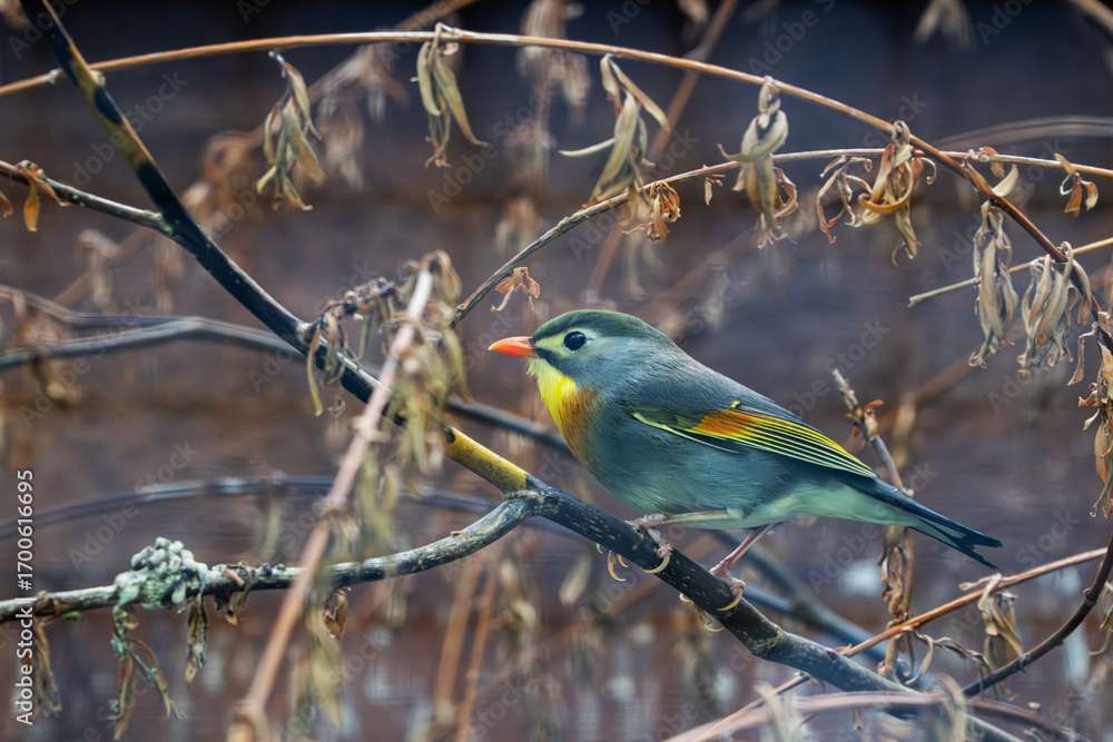 Fototapeta premium Side view of a colorful Red-billed leiothrix on a branch