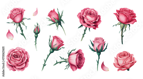 Watercolor rose flower vector isolator background. Elegance watercolor romantic pink roses with petals, foliage, and botanical.