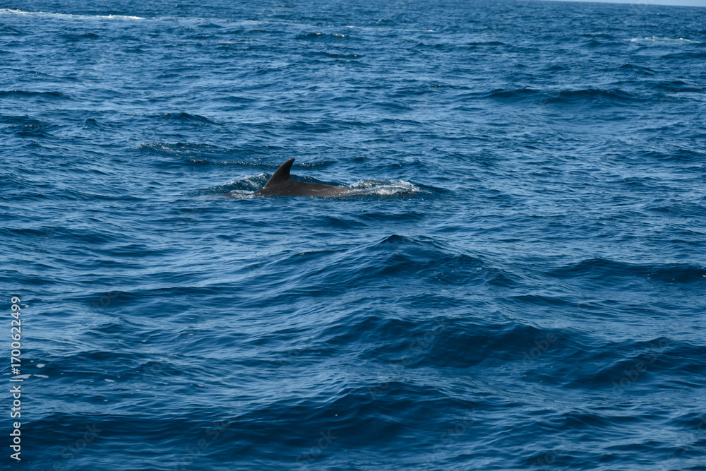 Fototapeta premium dolphin in the water