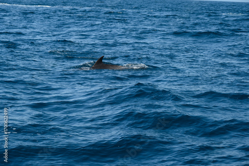 dolphin in the water