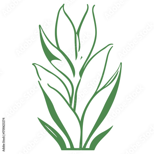 aloe flower illustration green