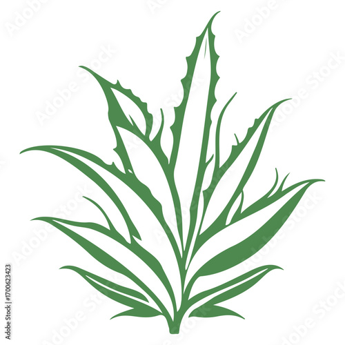 aloe flower illustration green