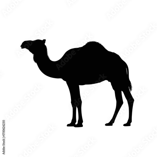 camel on the white background