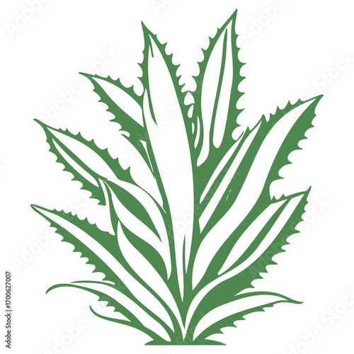 aloe flower illustration green