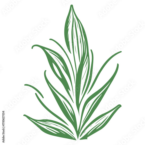 aloe flower illustration green