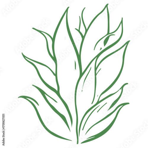 aloe flower illustration green