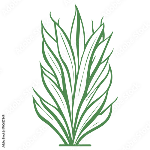 aloe flower illustration green