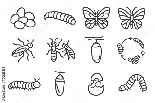 Insect Life Cycle Icons. Line style icons of insect life stages: egg, larva, pupa, adult butterfly; nymph, molting insect, cocoon,