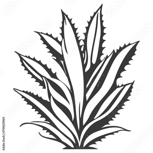 aloe flower illustration grey