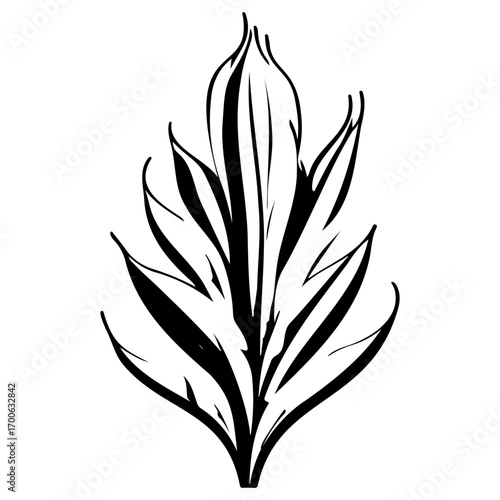aloe flower illustration sketch