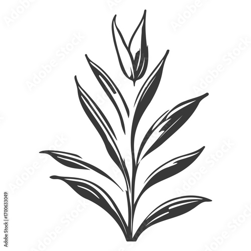 aloe flower illustration grey