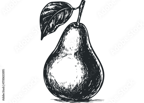 Hand Drawn Pear Fruit with Leaf Transparent. Vector hand drawn illustration