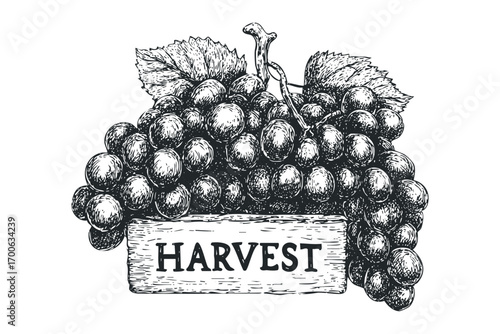 Detailed sketch of ripe grapes with a wooden sign reading HARVEST. Vector hand drawn illustration