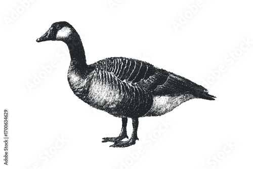 Drawn Goose With Stippled Texture Transparent. Vector hand drawn illustration