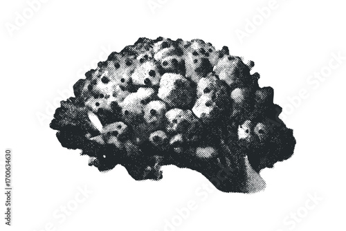 Romanesco broccoli isolated on transparent background. Vector hand drawn illustration