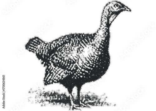 Young turkey bird standing in grassy terrain, isolated. Vector hand drawn illustration