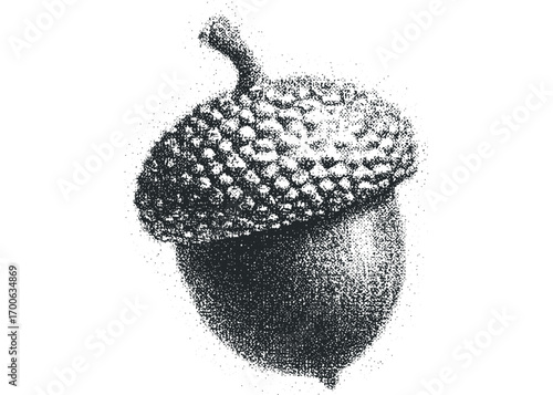 Textured Acorn on Transparent Background. Vector hand drawn illustration
