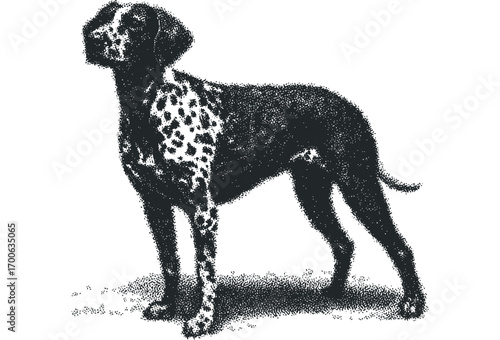 Black and white stippled German Shorthaired Pointer standing alert. Vector hand drawn illustration