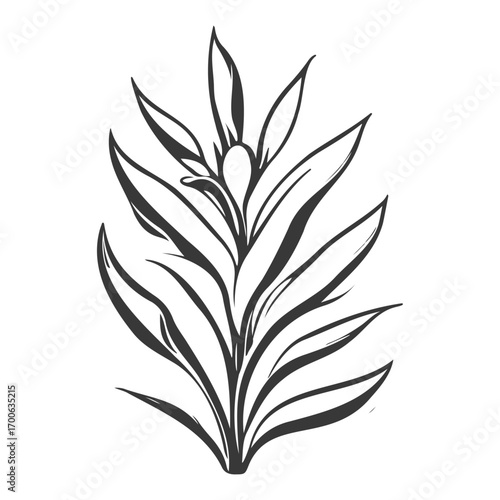 aloe flower illustration grey