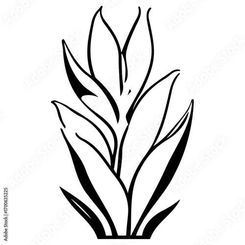 aloe flower illustration sketch