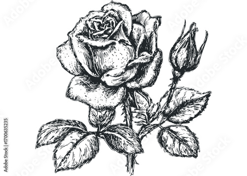 Detailed black and white ink sketch of a blooming rose with buds and leaves on a transparent background. Vector hand drawn illustration