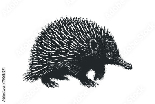 Echidna animal profile image on transparent background. Vector hand drawn illustration