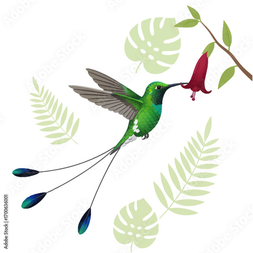 Detailed illustration of a Marvelous Spatuletail hummingbird, a rare and endangered vector bird