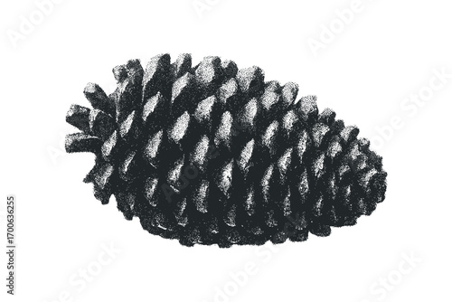 Black and white textured pinecone isolated on white. Vector hand drawn illustration