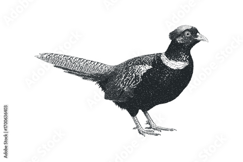 Pheasant bird detailed pointillism. Vector hand drawn illustration