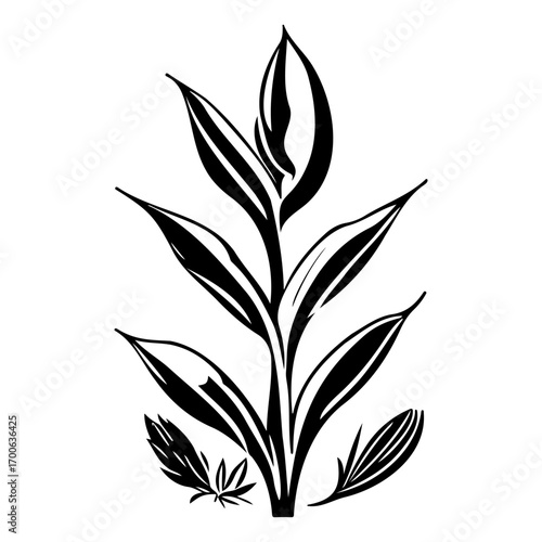 aloe flower illustration sketch