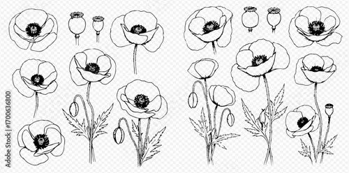 Hand-drawn black and white poppy flowers and seed pods illustrations set.
