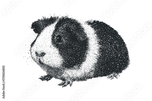 Textured Guinea Pig Image on Transparent Background. Vector hand drawn illustration