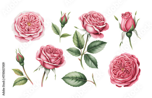 Romantic watercolor rose bouquet cluster isolated for textile design.