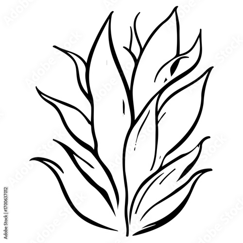 aloe flower illustration sketch