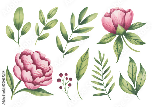 Pink watercolor peony flowers with assorted green leaves isolated.
