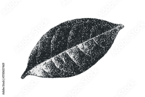 Monochromatic Textured Leaf on Transparent Background. Vector hand drawn illustration