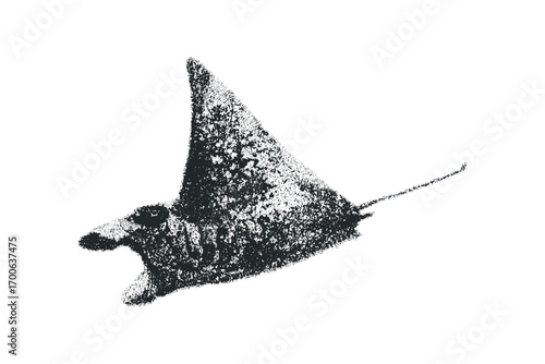 Textured manta ray swimming gracefully on transparent background,. Vector hand drawn illustration