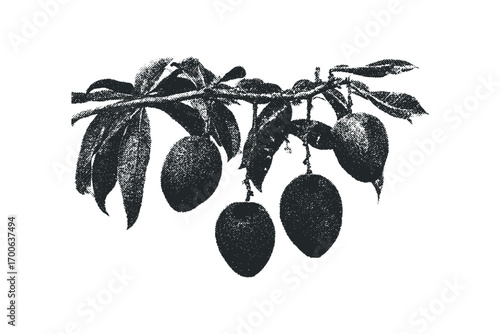 Branch with ripe fruit and leaves image. Vector hand drawn illustration