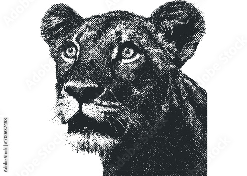 Lion Cub Portrait Halftone Graphic Isolated. Vector hand drawn illustration