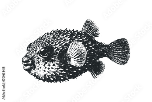 Pufferfish with Spikes Image on Transparent Background. Vector hand drawn illustration