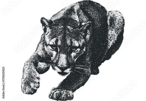 Stippled Cougar in Hunting Stance. Vector hand drawn illustration