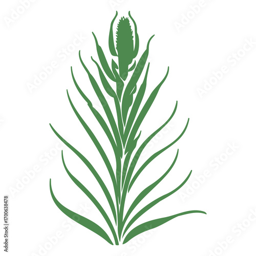 aloe flower illustration green