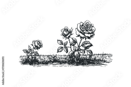 Pencil sketch of rose bush with grass. Vector hand drawn illustration