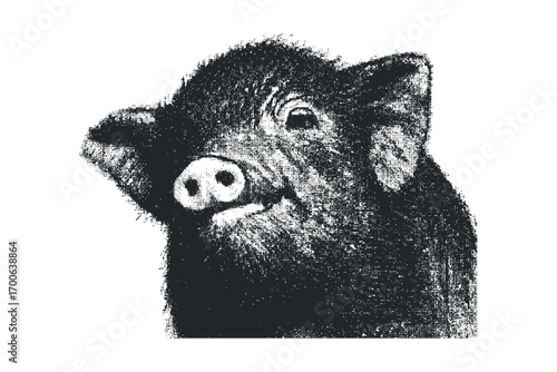 Pig portrait image on a transparent background. Vector hand drawn illustration
