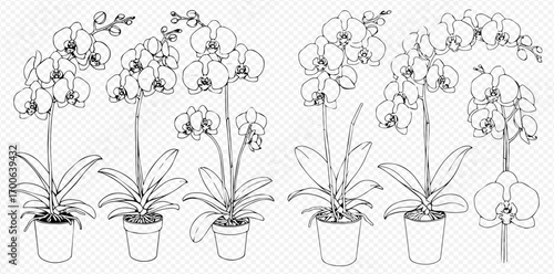 Detailed black and white line art illustration of various potted orchid plants with multiple blooms and leaves.
