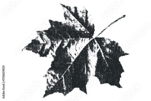 Textured black maple leaf shape with grungy distressed appearance on transparent background. Vector hand drawn illustration