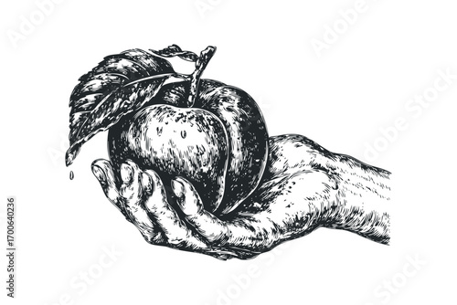 Hand holding ripe apple with leaf. Vector hand drawn illustration