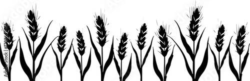 "Silhouette of Wheat Ears in a Row"