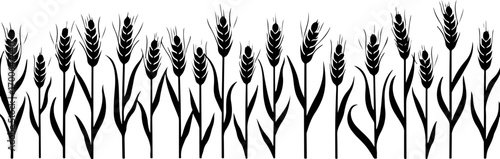 "Silhouette of Wheat Ears in a Row"