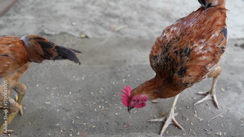 Brown chickens pecking food on the ground in a farmyard